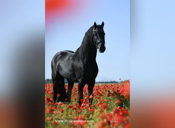 Fries paard, Hengst, 3 Jaar, 163 cm, Zwart