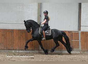 Fries paard, Hengst, 3 Jaar, 163 cm, Zwart