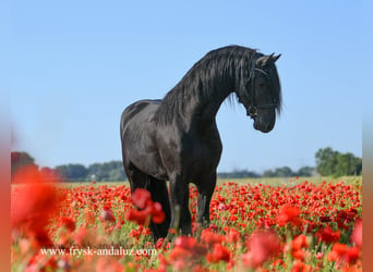 Fries paard, Hengst, 3 Jaar, 163 cm, Zwart