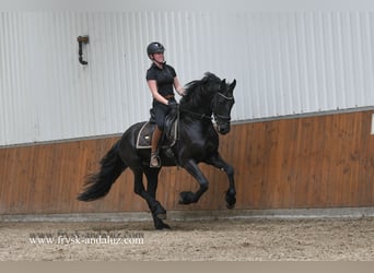 Fries paard, Hengst, 3 Jaar, 163 cm, Zwart