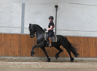 Fries paard, Hengst, 3 Jaar, 163 cm, Zwart