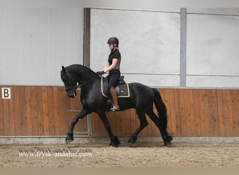 Fries paard, Hengst, 3 Jaar, 163 cm, Zwart