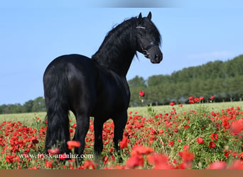 Fries paard, Hengst, 3 Jaar, 163 cm, Zwart