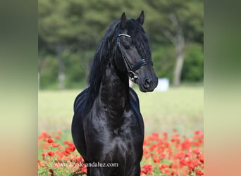 Fries paard, Hengst, 3 Jaar, 163 cm, Zwart