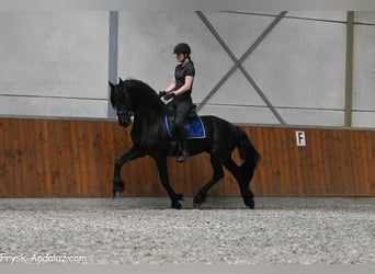 Fries paard, Hengst, 3 Jaar, 163 cm, Zwart