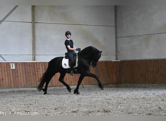 Fries paard, Hengst, 3 Jaar, 163 cm, Zwart