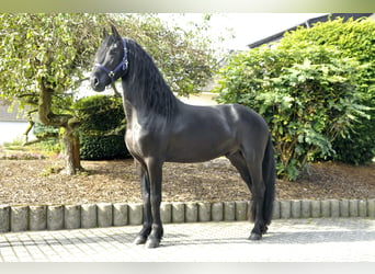 Fries paard, Hengst, 3 Jaar, 163 cm, Zwart