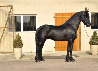 Fries paard, Hengst, 3 Jaar, 163 cm, Zwart