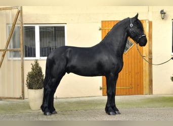 Fries paard, Hengst, 3 Jaar, 163 cm, Zwart