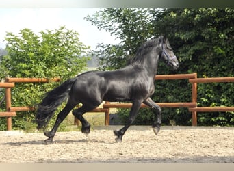 Fries paard, Hengst, 3 Jaar, 163 cm, Zwart