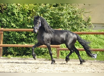 Fries paard, Hengst, 3 Jaar, 163 cm, Zwart