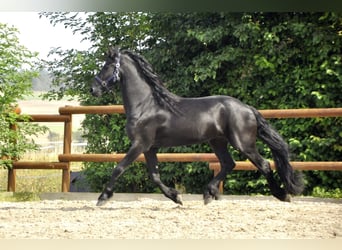 Fries paard, Hengst, 3 Jaar, 163 cm, Zwart