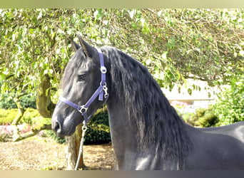 Fries paard, Hengst, 3 Jaar, 163 cm, Zwart