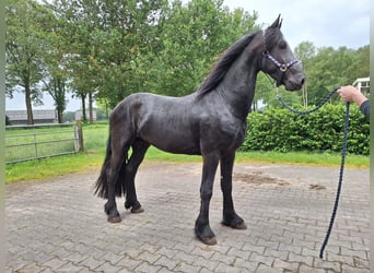 Fries paard, Hengst, 3 Jaar, 163 cm, Zwart