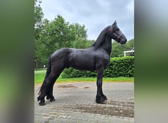 Fries paard, Hengst, 3 Jaar, 163 cm, Zwart