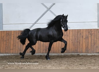 Fries paard, Hengst, 3 Jaar, 164 cm, Zwart
