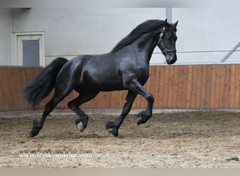 Fries paard, Hengst, 3 Jaar, 164 cm, Zwart