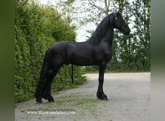 Fries paard, Hengst, 3 Jaar, 164 cm, Zwart