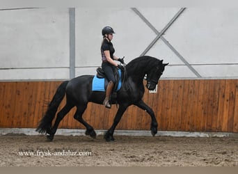 Fries paard, Hengst, 3 Jaar, 164 cm, Zwart