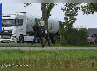 Fries paard, Hengst, 3 Jaar, 164 cm, Zwart