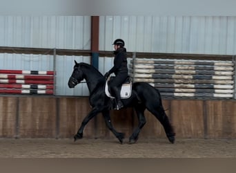 Fries paard, Hengst, 3 Jaar, 164 cm, Zwart