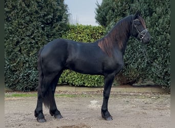 Fries paard, Hengst, 3 Jaar, 164 cm, Zwart