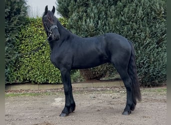 Fries paard, Hengst, 3 Jaar, 164 cm, Zwart