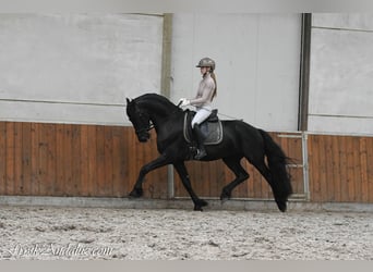 Fries paard, Hengst, 3 Jaar, 164 cm, Zwart