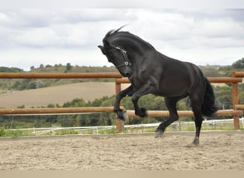 Fries paard, Hengst, 3 Jaar, 164 cm, Zwart