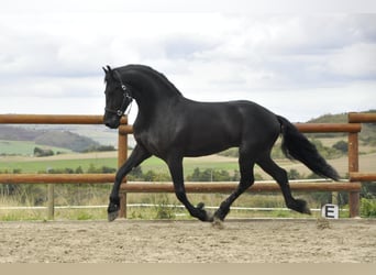 Fries paard, Hengst, 3 Jaar, 164 cm, Zwart