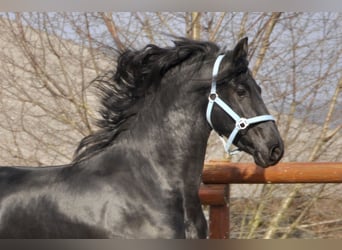 Fries paard, Hengst, 3 Jaar, 164 cm, Zwart