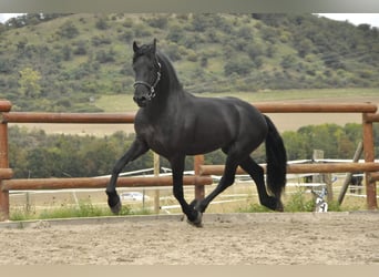 Fries paard, Hengst, 3 Jaar, 164 cm, Zwart