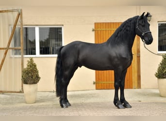 Fries paard, Hengst, 3 Jaar, 164 cm, Zwart