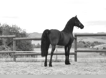 Fries paard, Hengst, 3 Jaar, 164 cm, Zwart