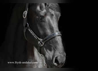 Fries paard, Hengst, 3 Jaar, 164 cm, Zwart