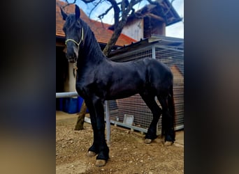 Fries paard, Hengst, 3 Jaar, 165 cm, Zwart