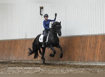 Fries paard, Hengst, 3 Jaar, 165 cm, Zwart