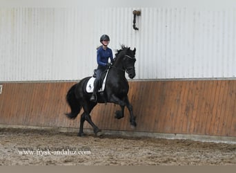 Fries paard, Hengst, 3 Jaar, 165 cm, Zwart