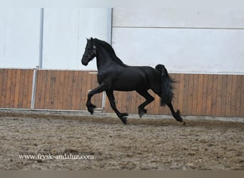 Fries paard, Hengst, 3 Jaar, 165 cm, Zwart