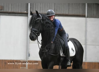 Fries paard, Hengst, 3 Jaar, 165 cm, Zwart