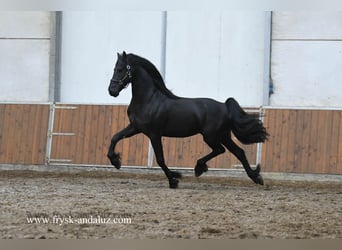 Fries paard, Hengst, 3 Jaar, 165 cm, Zwart