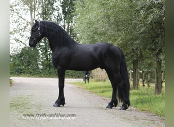 Fries paard, Hengst, 3 Jaar, 165 cm, Zwart