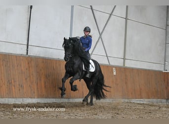 Fries paard, Hengst, 3 Jaar, 165 cm, Zwart