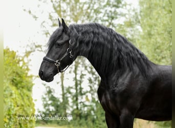 Fries paard, Hengst, 3 Jaar, 165 cm, Zwart