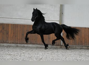 Fries paard, Hengst, 3 Jaar, 165 cm, Zwart
