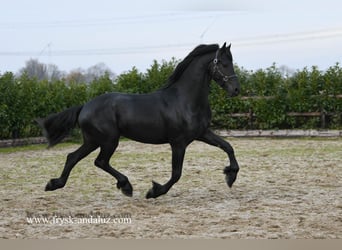 Fries paard, Hengst, 3 Jaar, 165 cm, Zwart