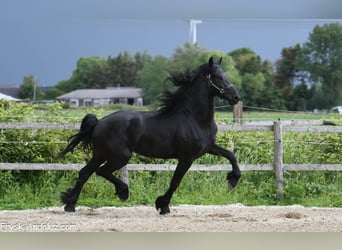 Fries paard, Hengst, 3 Jaar, 165 cm, Zwart