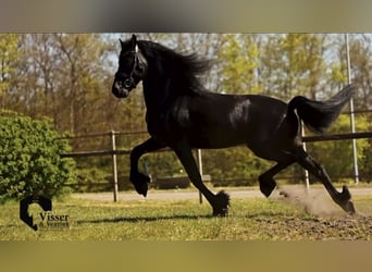 Fries paard, Hengst, 3 Jaar, 165 cm, Zwart