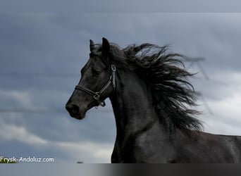 Fries paard, Hengst, 3 Jaar, 165 cm, Zwart