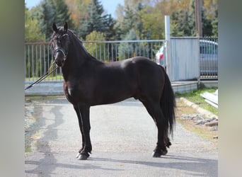 Fries paard, Hengst, 3 Jaar, 165 cm, Zwart